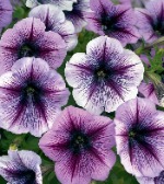 Петуния гибридная Пурпл вейн